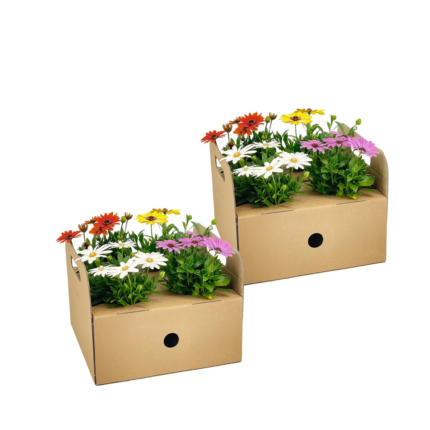 Osteospermum ecklonis Mix Ø12 cm - ↕20 cm