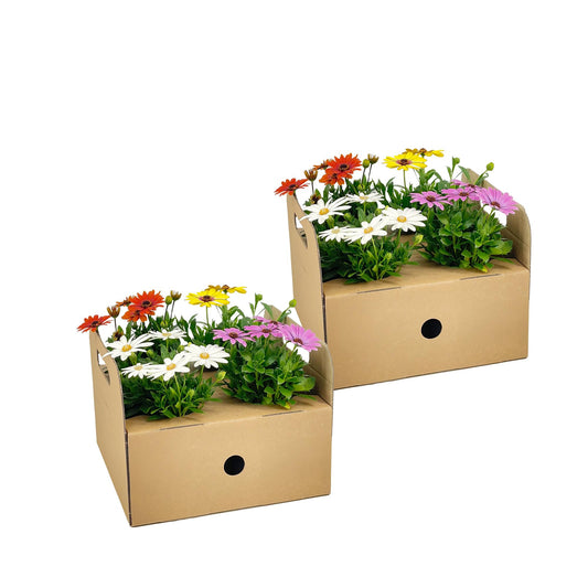 Osteospermum ecklonis Mix Ø12 cm - ↕20 cm