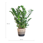 Zamioculcas Zamiifolia met Mand Lissabon zwart - 80cm - Ø21