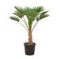 Trachycarpus wagnerianus - 130cm