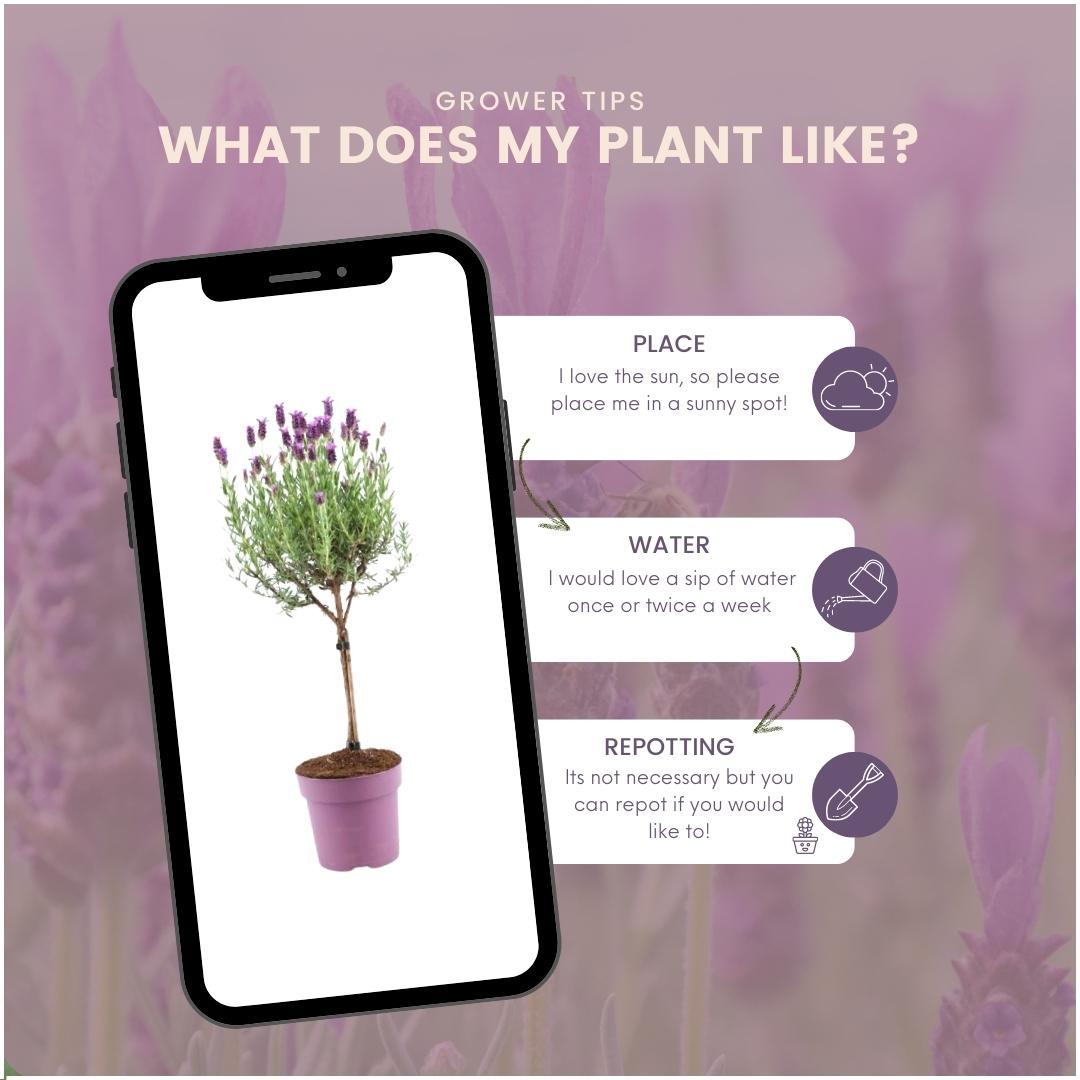 Plants by Frank - Lavandula stoechas Anouk® op stam - 15 cm pot - set van 2 Franse Lavendels op stam