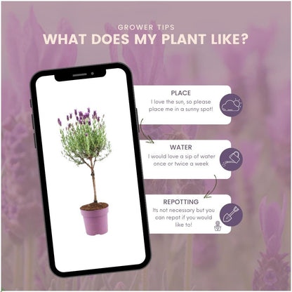 Plants by Frank - Lavandula stoechas Anouk® op stam - 15 cm pot - set van 2 Franse Lavendels op stam