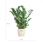 Zamioculcas Zamiifolia met Viber wit - 80cm - Ø21