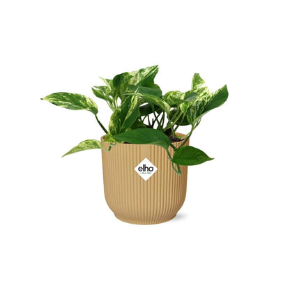 Scindapsus (Epipremnum) Marble Queen in ELHO Vibes Fold 14cm geel