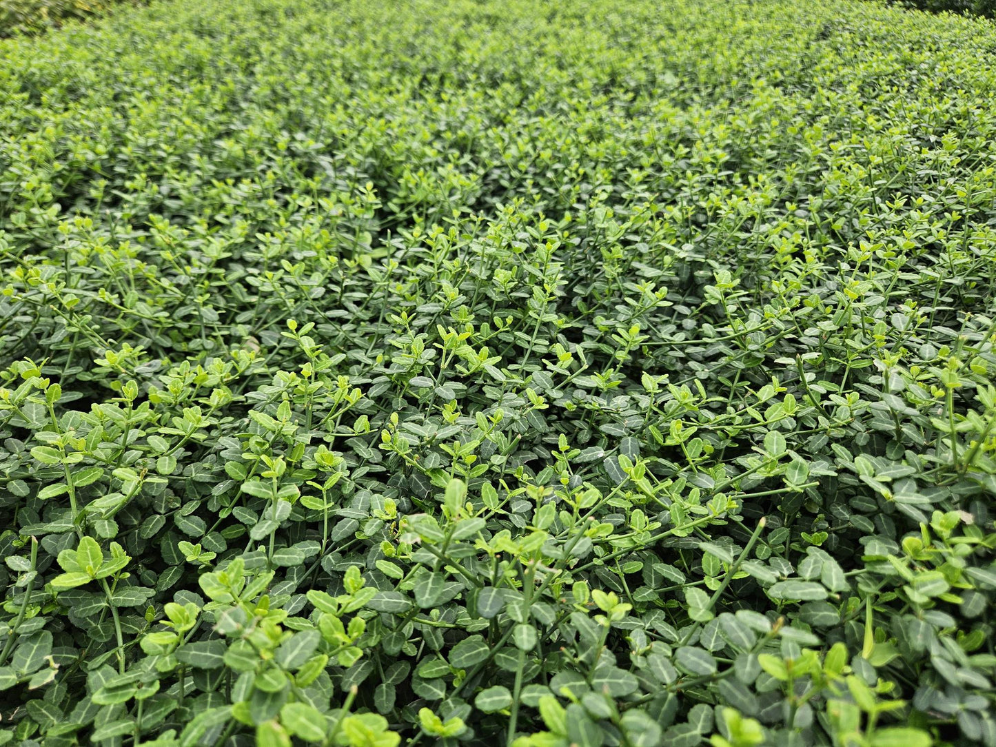 40x Euonymus fort. 'Minimus' - ↕10-25cm - Ø9cm