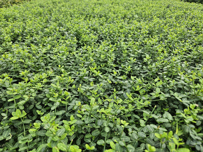 40x Euonymus fort. 'Minimus' - ↕10-25cm - Ø9cm