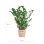 Zamioculcas Zamiifolia met Sofia mand naturel  - 80cm - Ø21