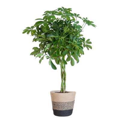 Schefflera Arab Nora met Mand Lissabon zwart - 70cm - Ø21