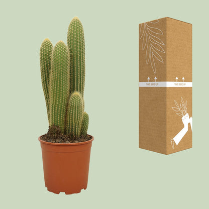 Vatricania Guentheri - Ø21cm - ↕55cm