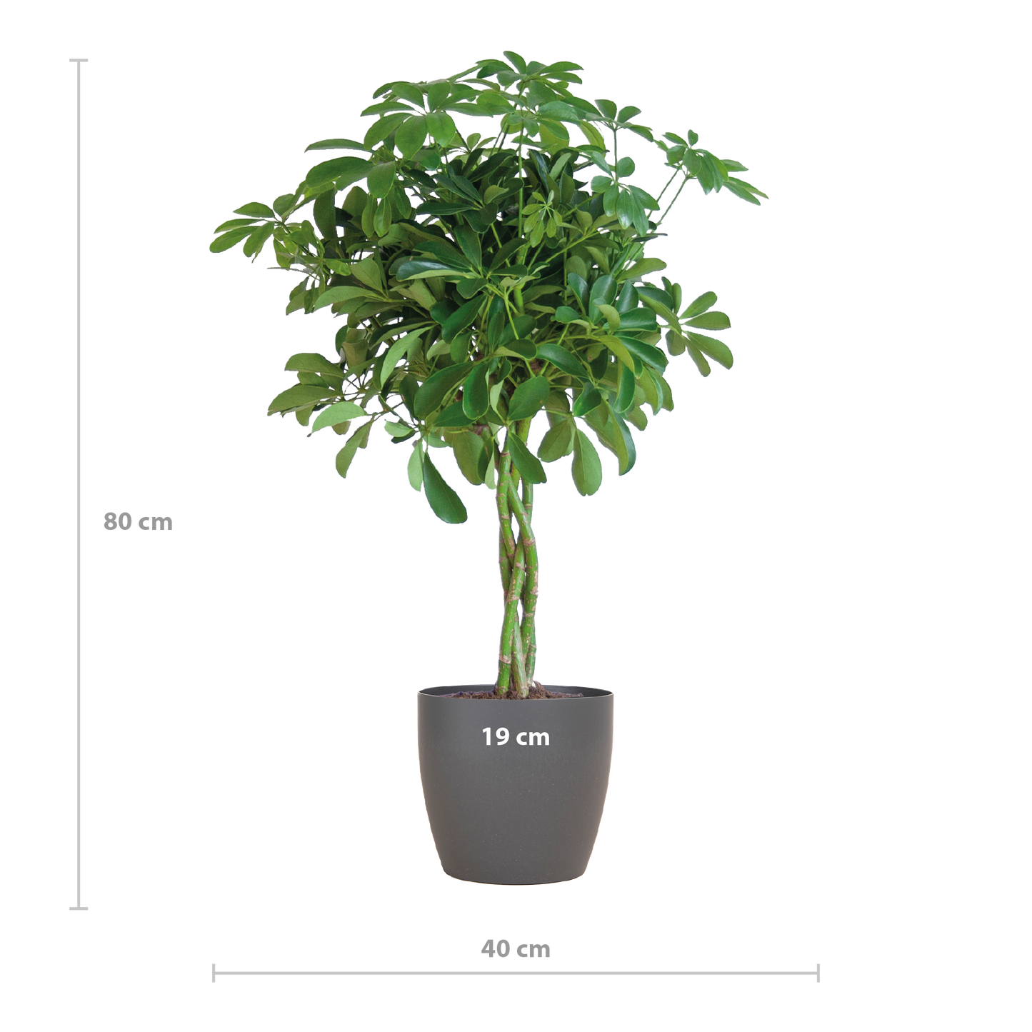Schefflera Arab Nora met Viber grijs - 70cm - Ø21
