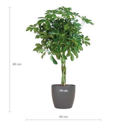 Schefflera Arab Nora met Viber grijs - 70cm - Ø21