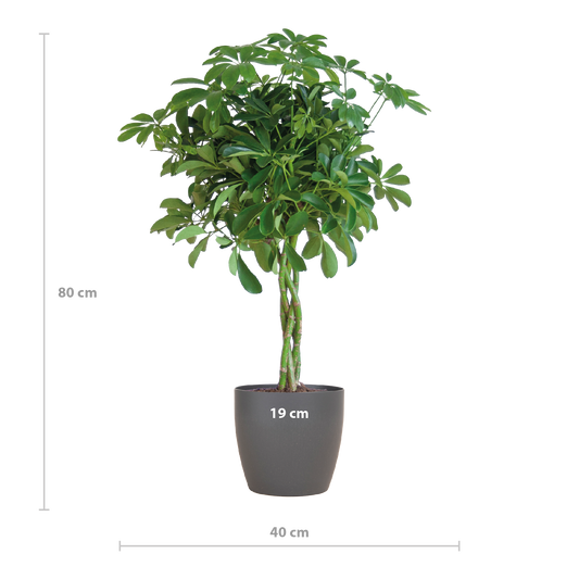 Schefflera Arab Nora met Viber grijs - 70cm - Ø21