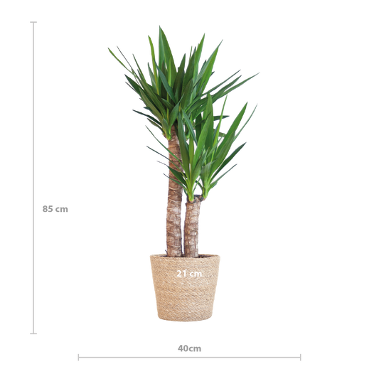 Yucca Elephantipes met Sofia mand naturel - 90cm - Ø21