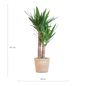 Yucca Elephantipes met Sofia mand naturel - 90cm - Ø21