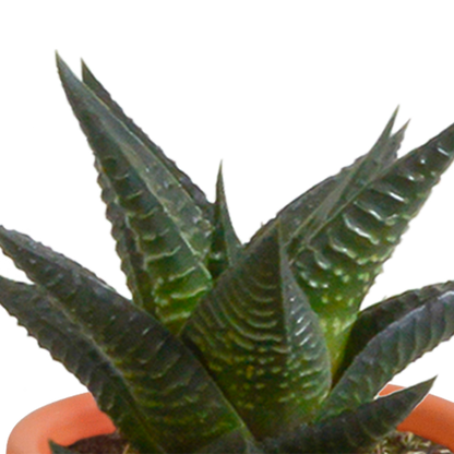 Cactus en vetplanten mix 5.5 cm | 15 stuks - in Mexicaanse pot