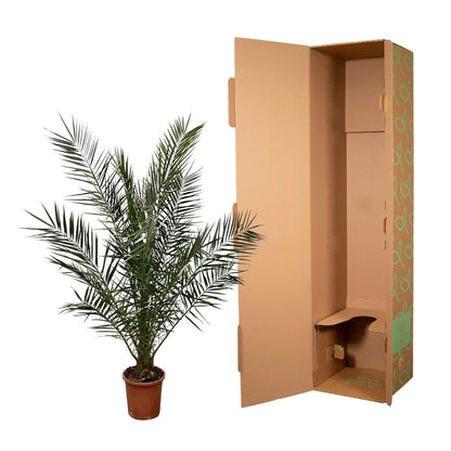 Phoenix Canariensis - 180cm- Ø25