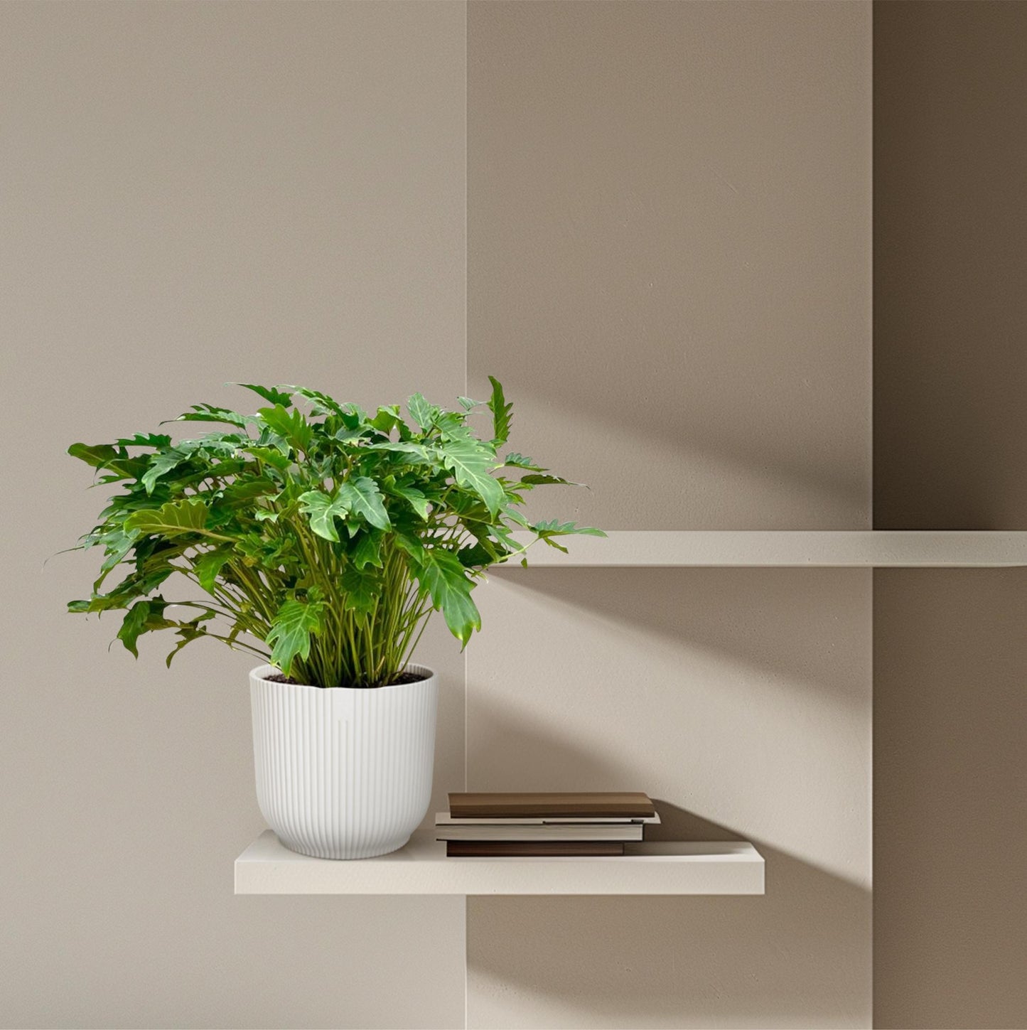 Philodendron Xanadu - 80 cm - Ø27