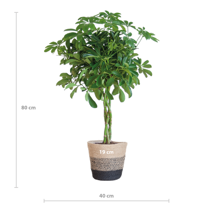 Schefflera Arab Nora met Mand Lissabon zwart - 70cm - Ø21