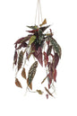 Kunstplant - Begonia Maculata - Stippenbegonia - 80 cm