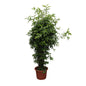 Dracaena Surculosa - 300 cm - ø60