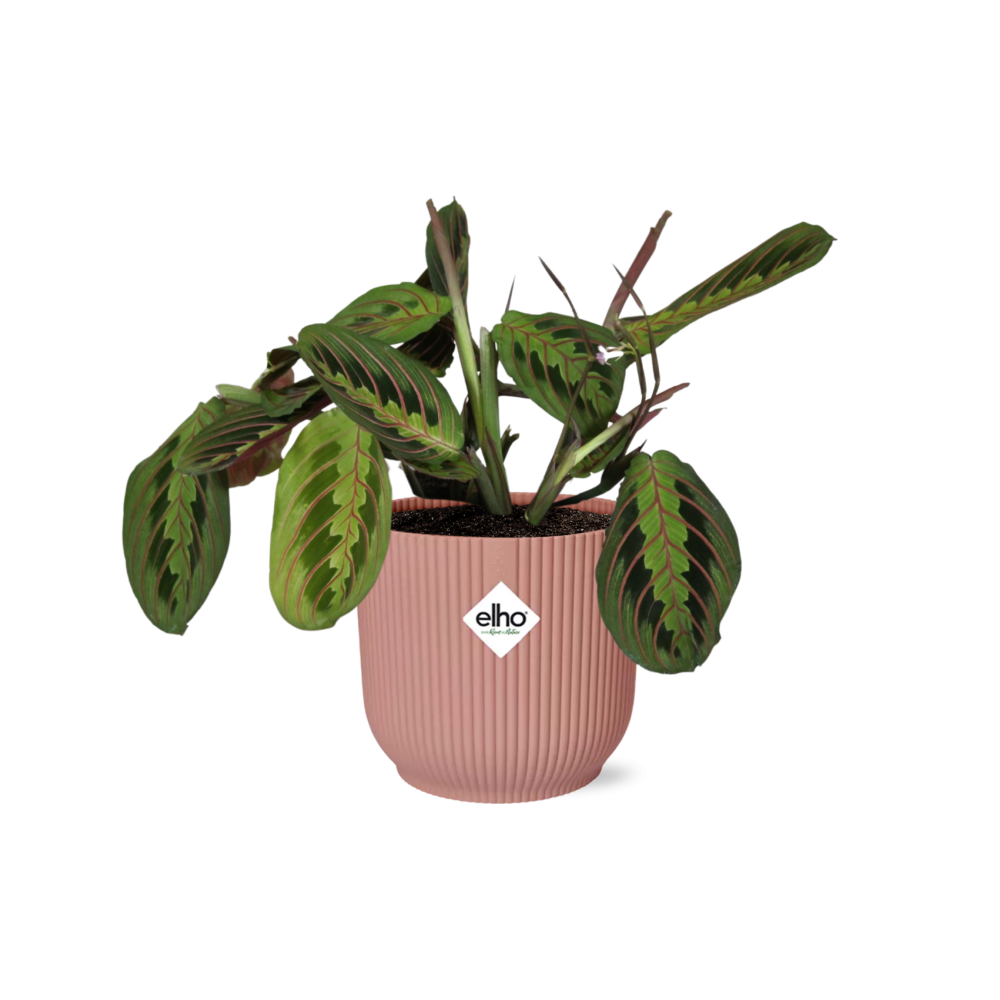 Maranta Leuconeura ‘Fascinator’ Tricolor in ELHO Vibes Fold 14cm roze