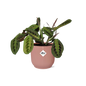 Maranta Leuconeura ‘Fascinator’ Tricolor in ELHO Vibes Fold 14cm roze