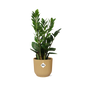 Zamioculcas – Hoogte 45-50 in ELHO Vibes Fold 14cm geel