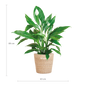 Spathiphyllum met Mand Sofia naturel - 80cm - Ø21