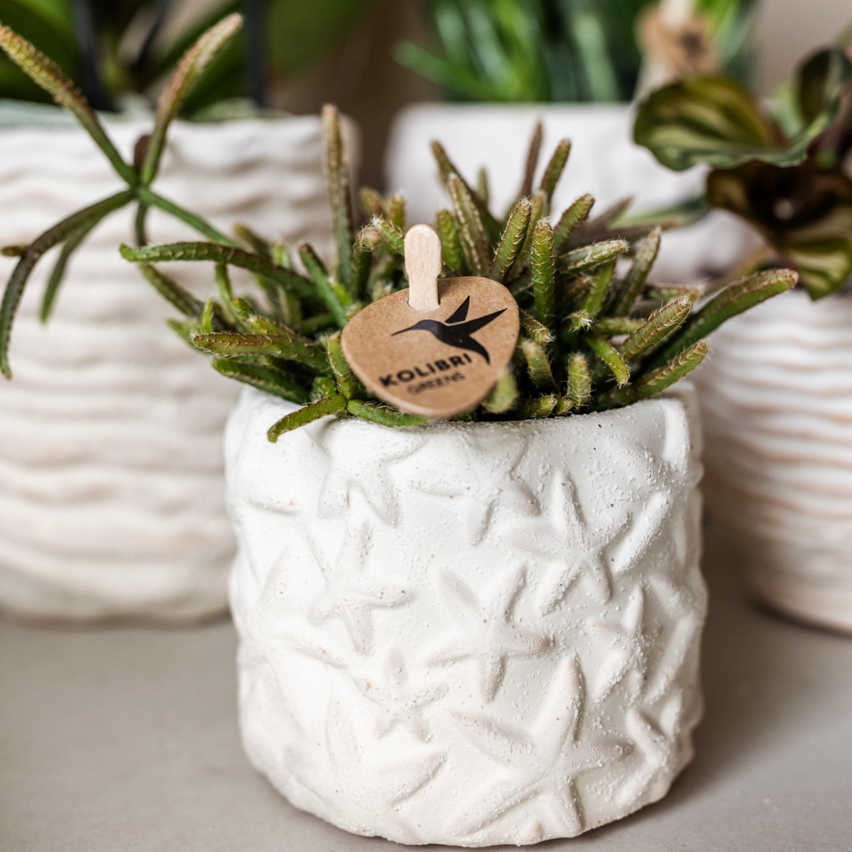 Kolibri Home | Star Fish sierpot - Off White - Ø6cm