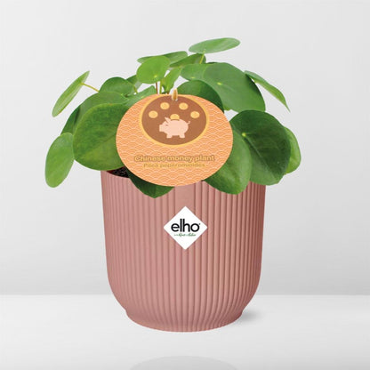 Pilea Peperomioides 12cm in ELHO Vibes Fold 14cm roze