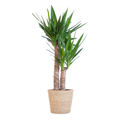 Yucca Elephantipes met Sofia mand naturel - 90cm - Ø21