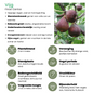 3 x Biologische Vijgenbomen - Ø 13 cm - ↨ 20 cm