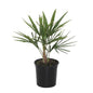Trachycarpus Fortunei - 40 cm