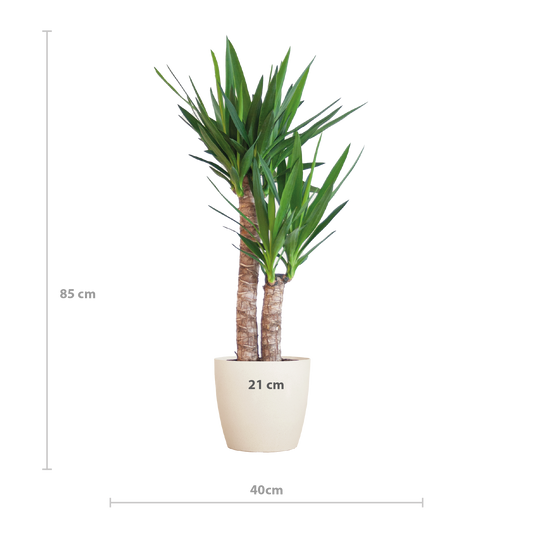 Yucca Elephantipes met Viber wit - 90cm - Ø21