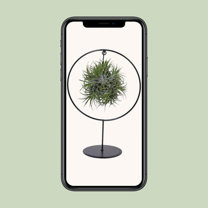 Tillandsia Ring Mix - Ø15cm - ↕35cm