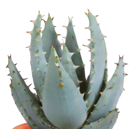 Cactus en vetplanten mix 5.5 cm | 15 stuks - in Mexicaanse pot