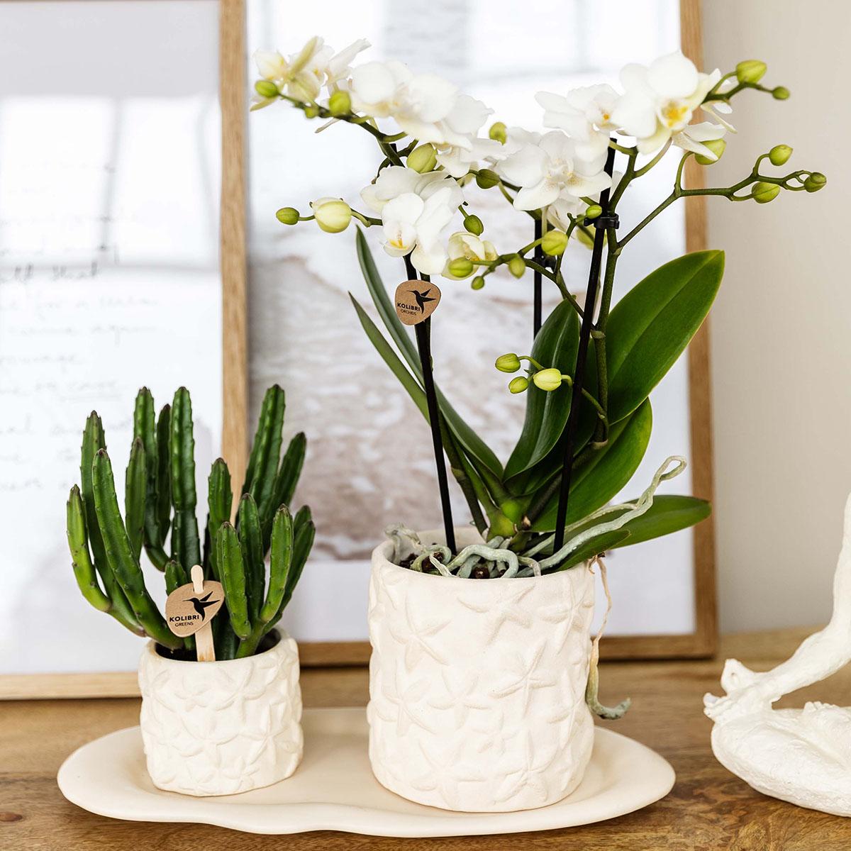 Kolibri Home | Star Fish sierpot - Off White - Ø9cm