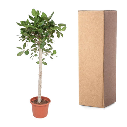 Ficus Benghalensis boom - 190 cm - ø40