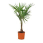 Trachycarpus Fortunei - 130 cm
