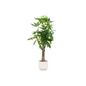 Pachira Aquatica inclusief elho Vibes Fold Round wit - 160cm - Ø30
