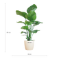 Strelitzia Nicolai met Viber pot wit - 80cm - Ø21