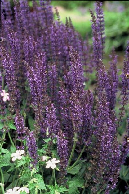 20x Salvia nem. 'Mainacht' - ↕10-25cm - Ø9cm