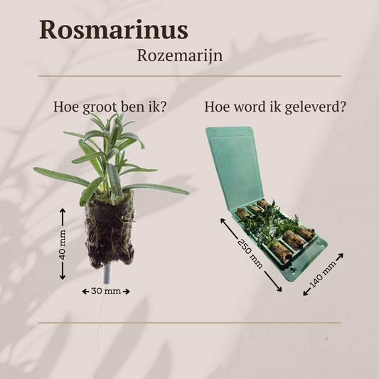 Rosmarinus – 6 Pluggen | Kweek & Geniet van Geurende Rozemarijn