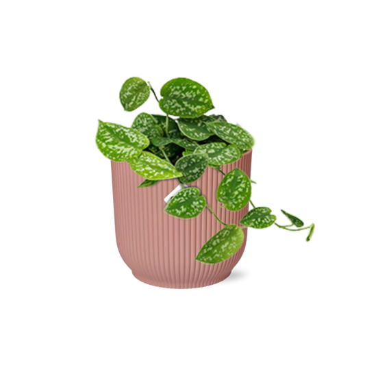 Scindapsus Pictus ‘Argyraeus’ in ELHO Vibes Fold 14cm roze