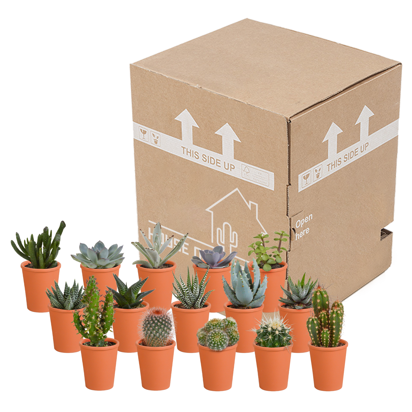 Cactus en vetplanten mix 5.5 cm | 15 stuks - in terracotta pot
