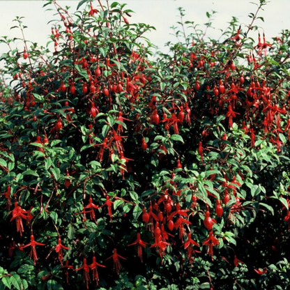 Fuchsia – 6 Pluggen | Kweek & Geniet van een Kleurrijke Tuin