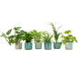 Verrassingsbox - 6 planten inclusief elho Ocean Round pacifisch groen Ø14