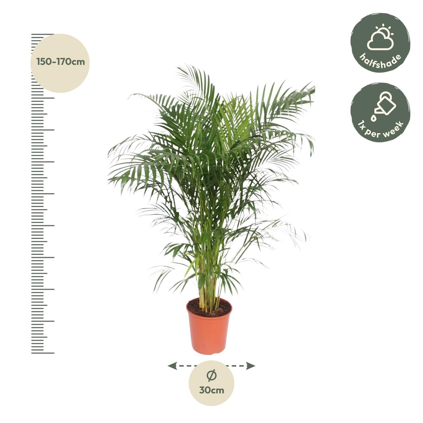 Dypsis Lutescens (Areca Palm) - 150 cm - ø30