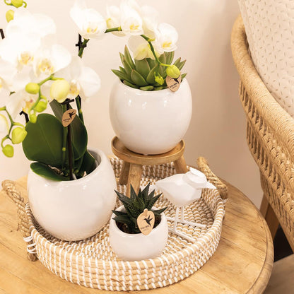 Kolibri Home | Bowl bloempot - Witte keramieken sierpot - potmaat Ø9cm