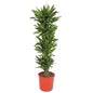Dracaena Golden Coast - 200 cm - ø34